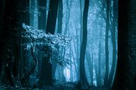 Mistig bos met herftsbladeren (blauwtinten) van Mark Scheper thumbnail
