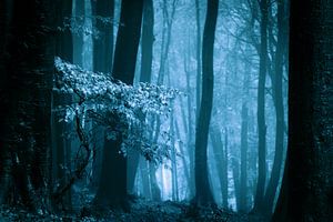Mistig bos met herftsbladeren (blauwtinten)