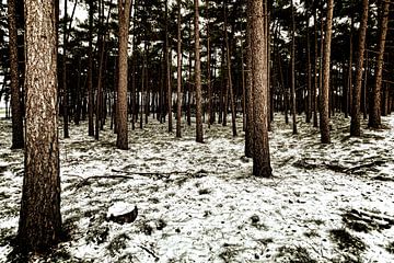 Forêt sur Rob van der Teen