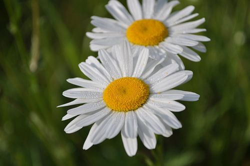 daisies with dewdrops