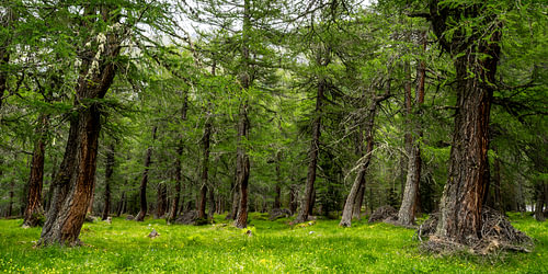An ancient larch forest in the Alps