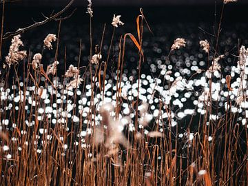 Planten met zonnestralen van Mustafa Kurnaz