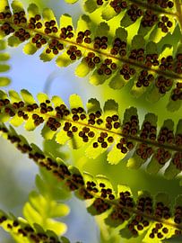 fern leaves