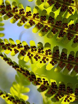 fern leaves by Marieke Funke