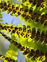 fern leaves by Marieke Funke thumbnail