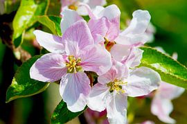 Weiß-rosa Apfelblüte im Frühling