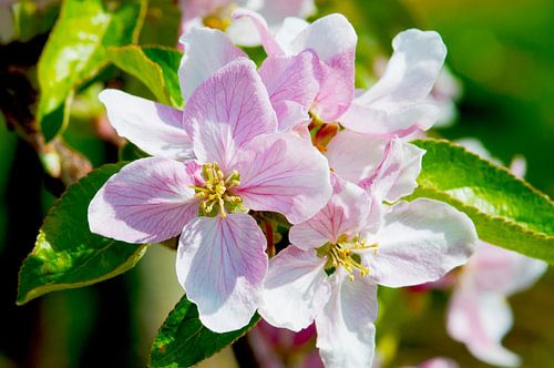 Wit-roze appelbloesem in de lente