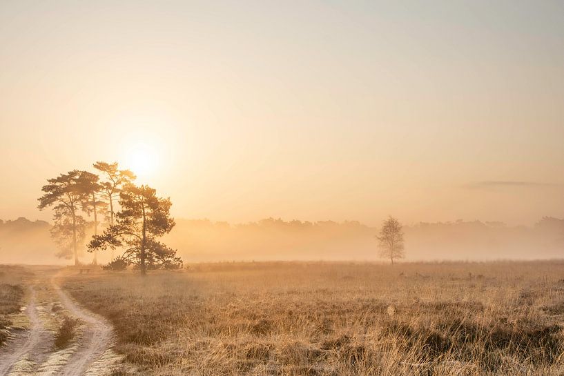 Sunrise on the Treeker heath by Auke van der Pal