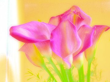 TULIPA VII