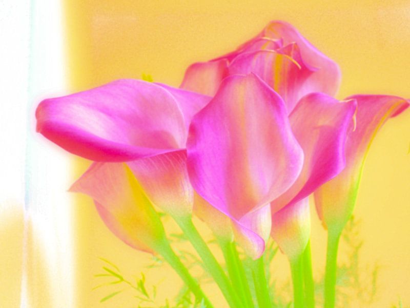 TULIPA VII von Dietjee FoTo