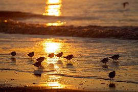 zonsondergang wassenaar van Sebastian Stef