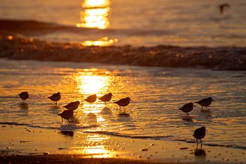 zonsondergang wassenaar