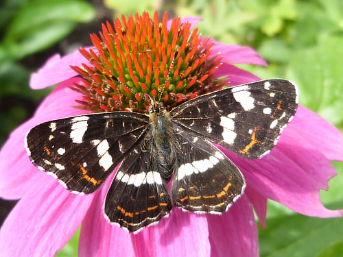 vlinder op echinacea