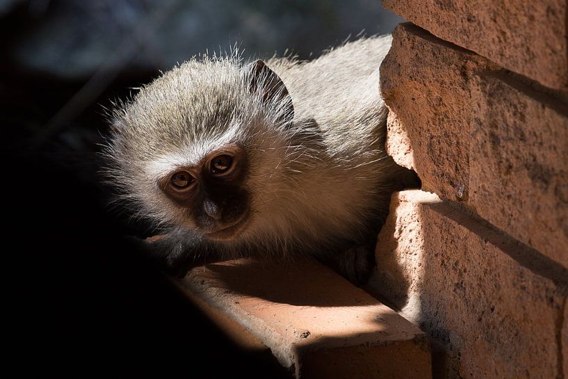 Peekaboo par Eddy Kuipers