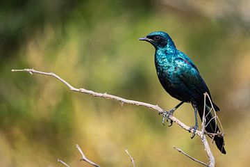 Burchell's starling