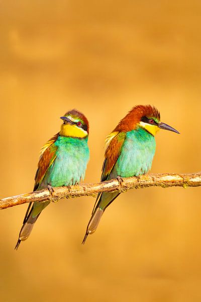 Bee-eater, Merops apiaster by Gert Hilbink