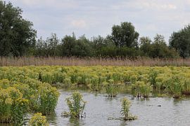 The riverbank by Suzanne Smit