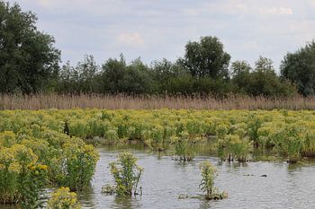 The riverbank