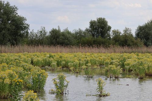 The riverbank