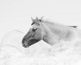 konikspaarden in zwartwit par margreet van vliet Aperçu