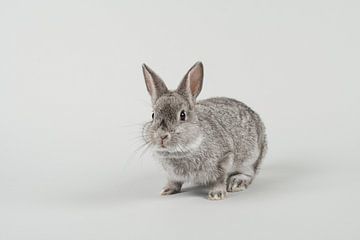 The beauty of grey