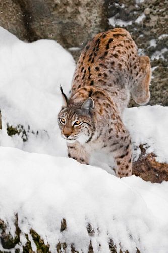 Een serieuze jager, de lynx galoppeert behendig over rotsen...
