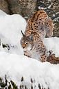 A serious hunter, the lynx deftly gallops over rocks by Michael Semenov thumbnail