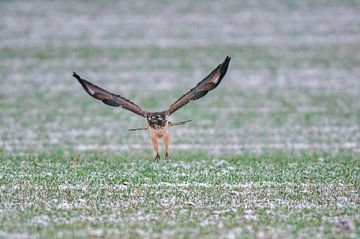 bussard auf einem verschneiten feld von Mario Plechaty Photography