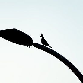 Silhouette of a pointed crested pigeon in Australia by Esmay Vermeulen