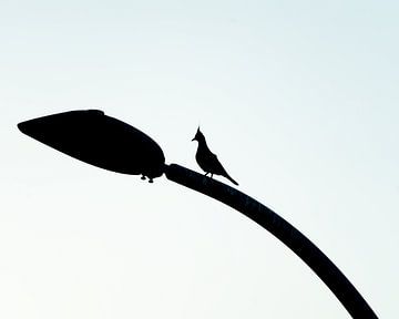 Silhouette d'un pigeon biset en Australie sur Esmay Vermeulen