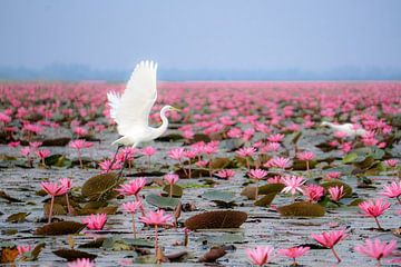 Kraanvogel tussen roze lotus van Barbara Riedel