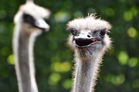 Strauße von Jeantina Lensen-Jansen