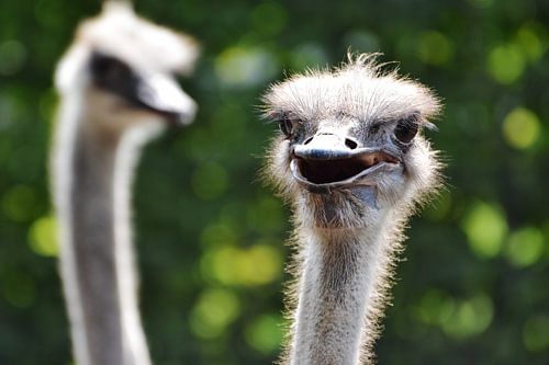 Autruches