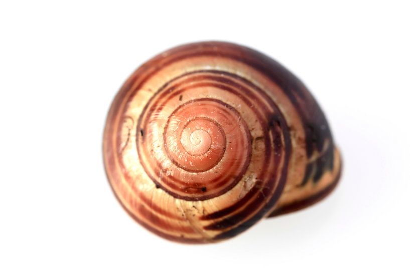 snail shell by Thomas Jäger
