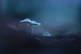 Herbstliche Schätze