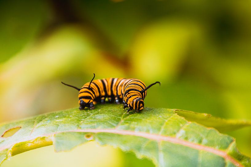 Rups op avontuur by Stedom Fotografie