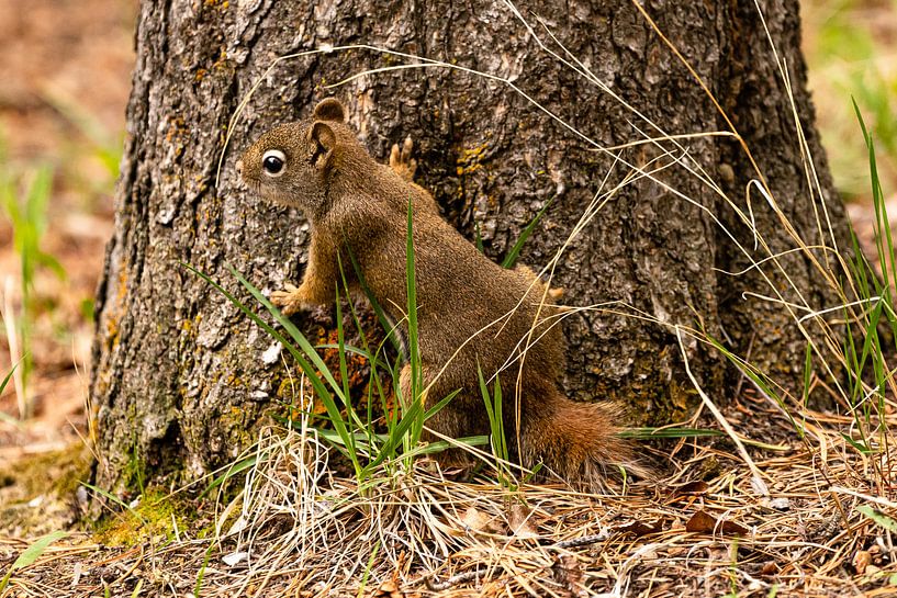 Squirl in dekking van Floris van Woudenberg