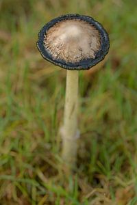 Mushroom by Moetwil en van Dijk - Fotografie