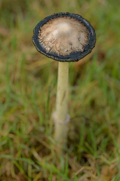 Champignon par Moetwil en van Dijk - Fotografie