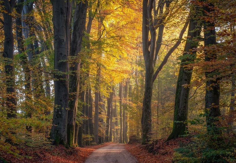 Path through the forest by Mario Visser