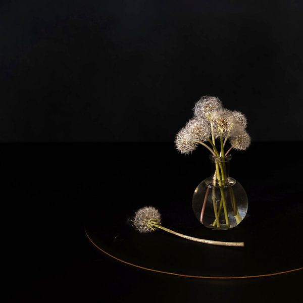 Minimalist still life with faded dandelions. by Saskia Dingemans Awarded Photographer