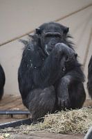 chimpansee