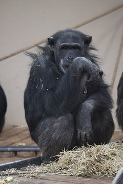chimpansee van Joke te Grotenhuis