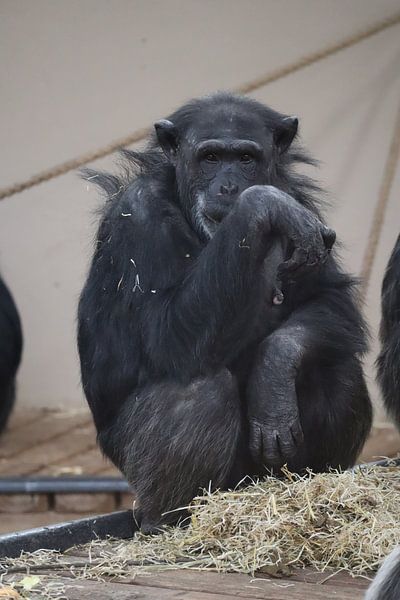 chimpanzee by Joke te Grotenhuis