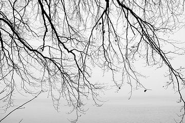 Äste und Meer