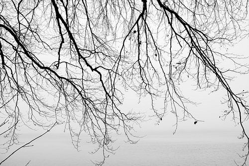 Äste und Meer