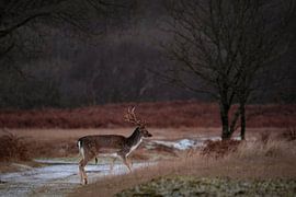 Damhert by Rob Jansen