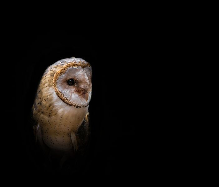 Close up of barn owl in Saarland creatively edited by Wolfgang Unger