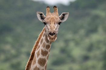 Giraffe in het groene gewas