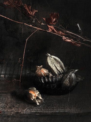 Physalis von Susan Brooks-Dammann